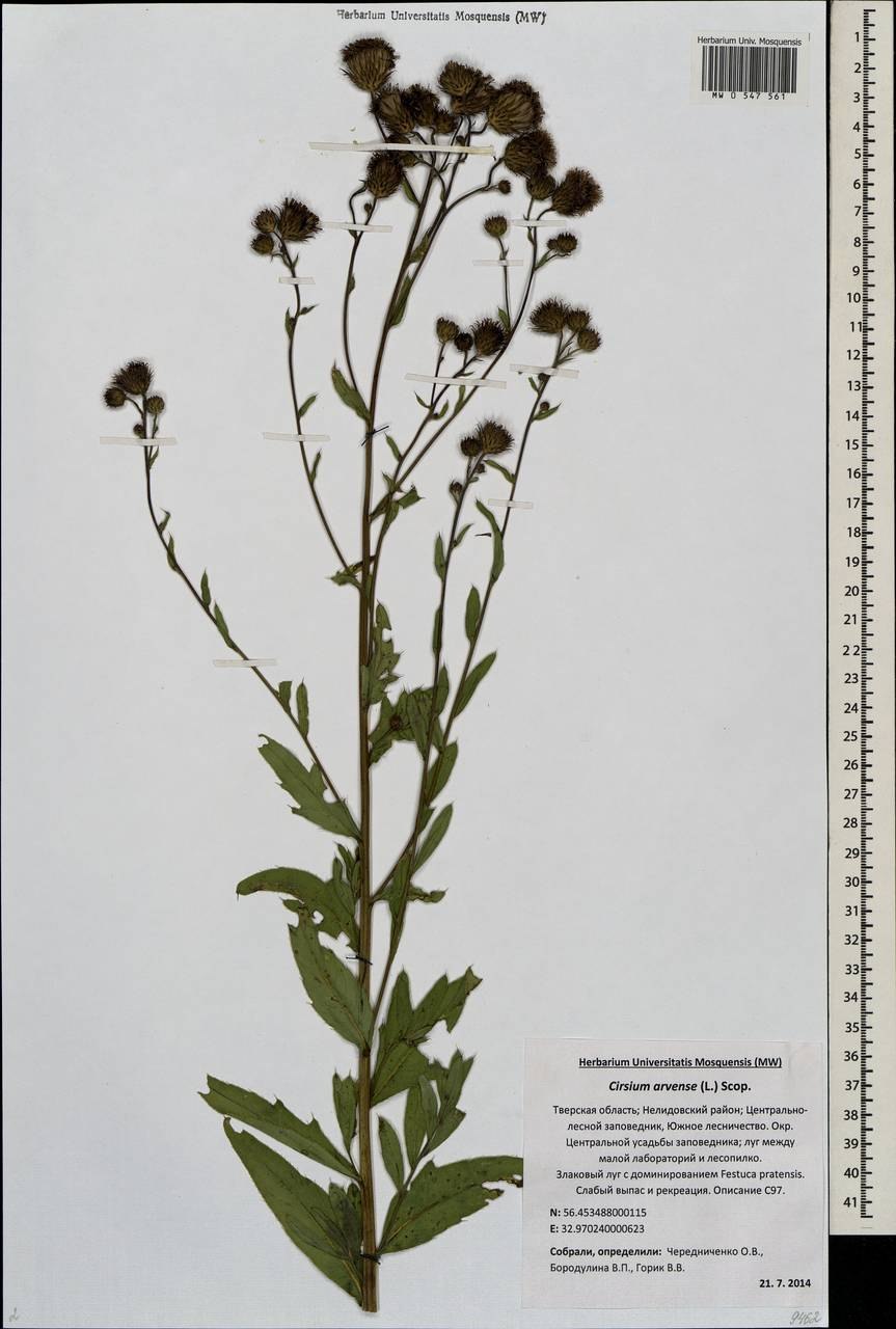 Cirsium arvense гербарий