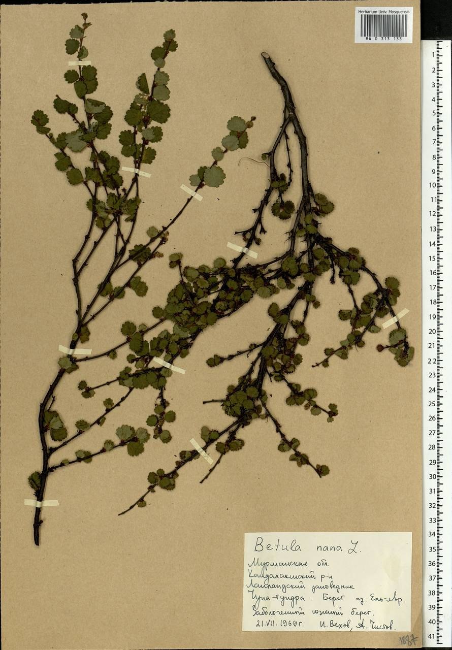 Карликовая береза факты