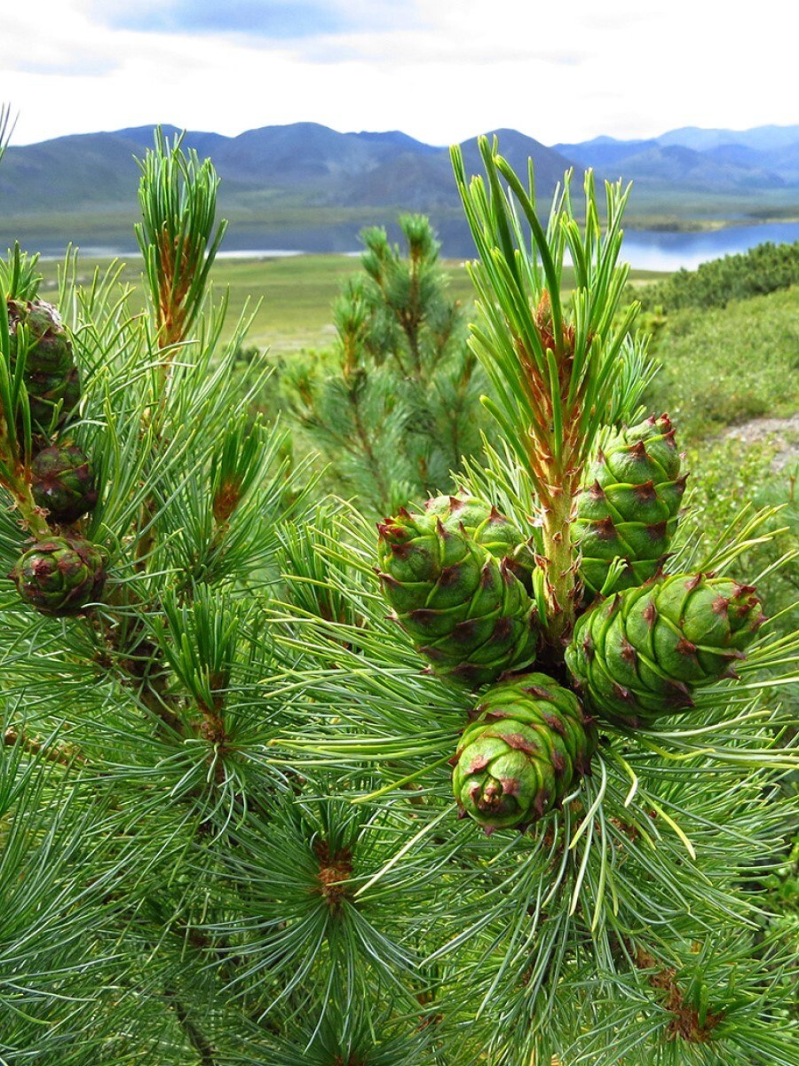 Кедровый стланик Камчатка