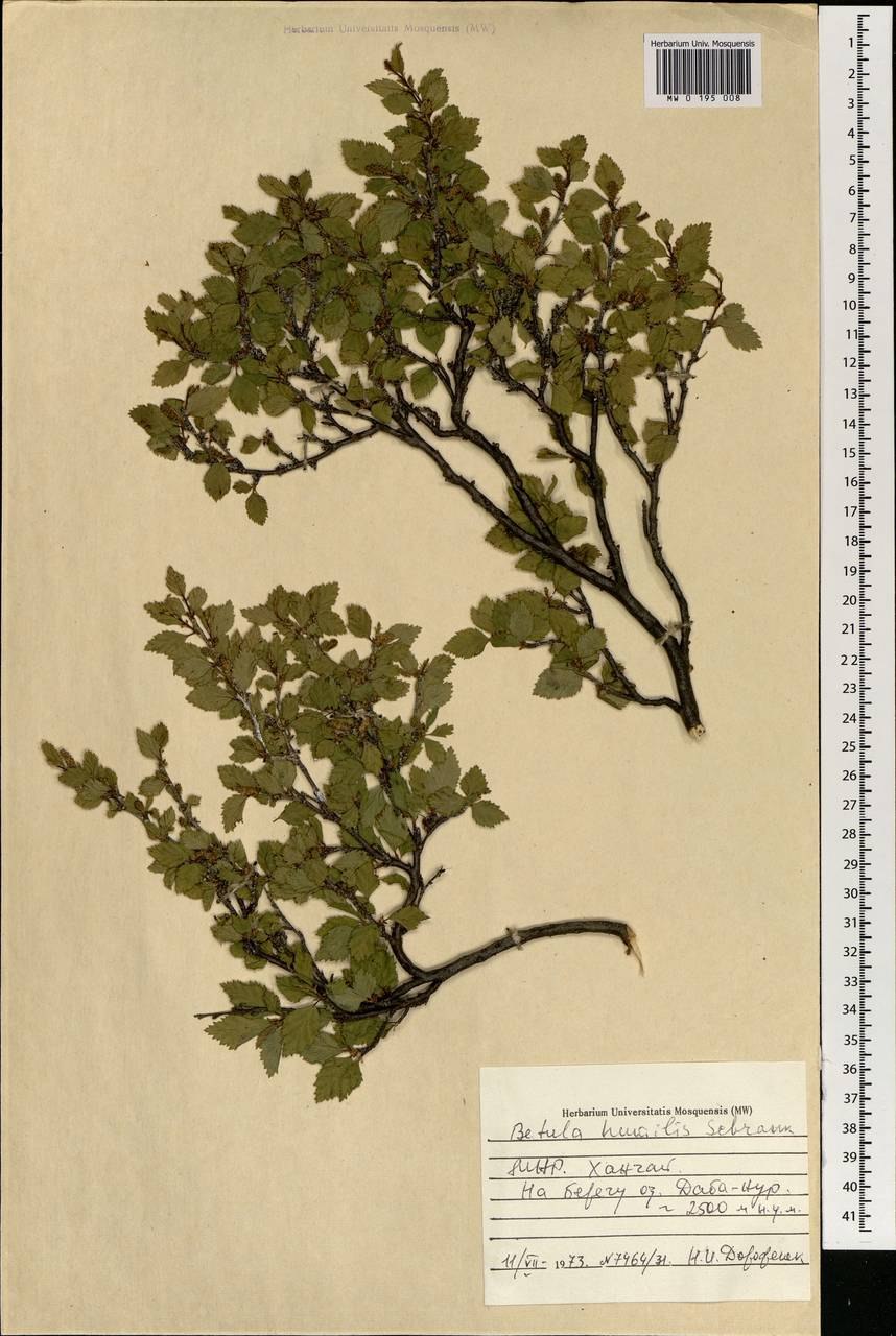 Береза карликовая повислая