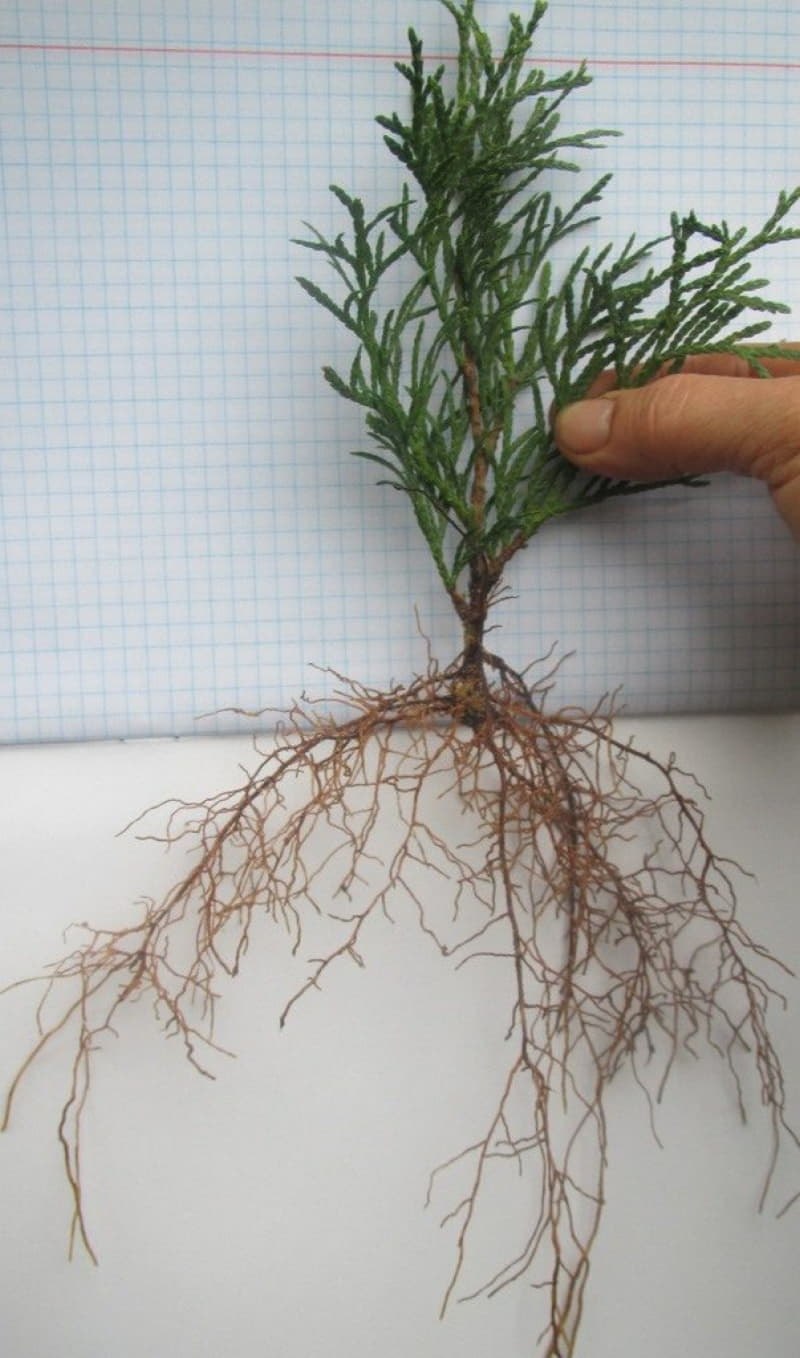 Кипарисовик размножение