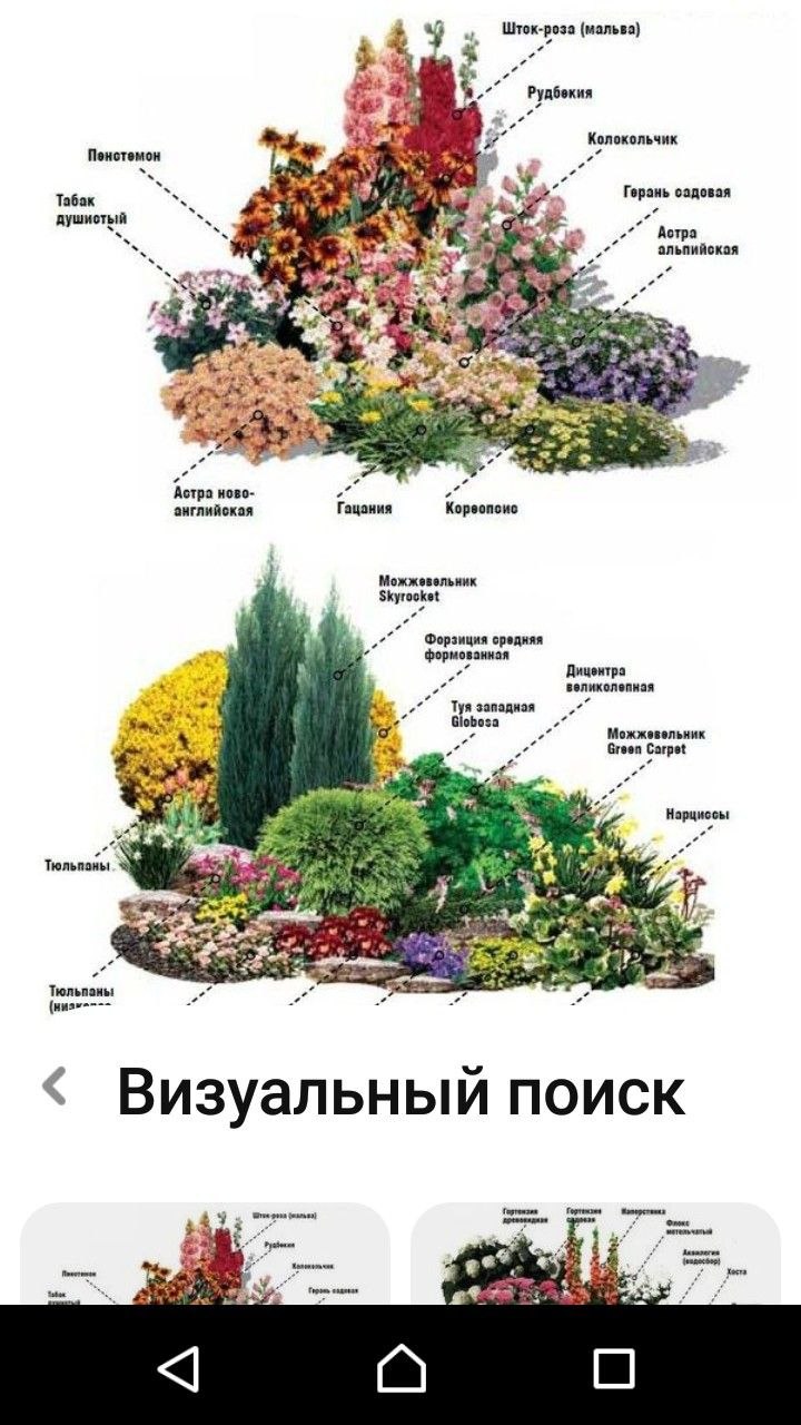 Миксбордер непрерывного цветения многолетников схема