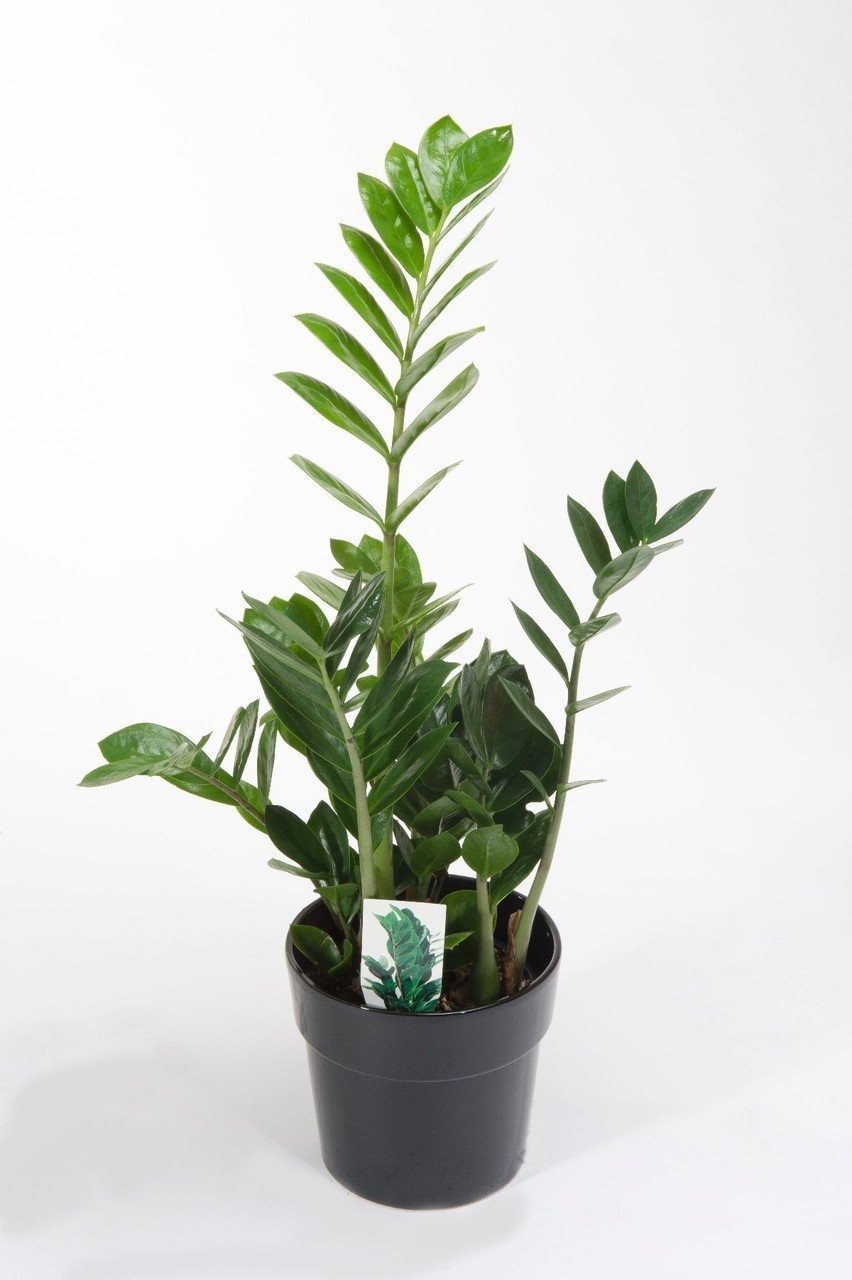 Замиокулькас zamiifolia