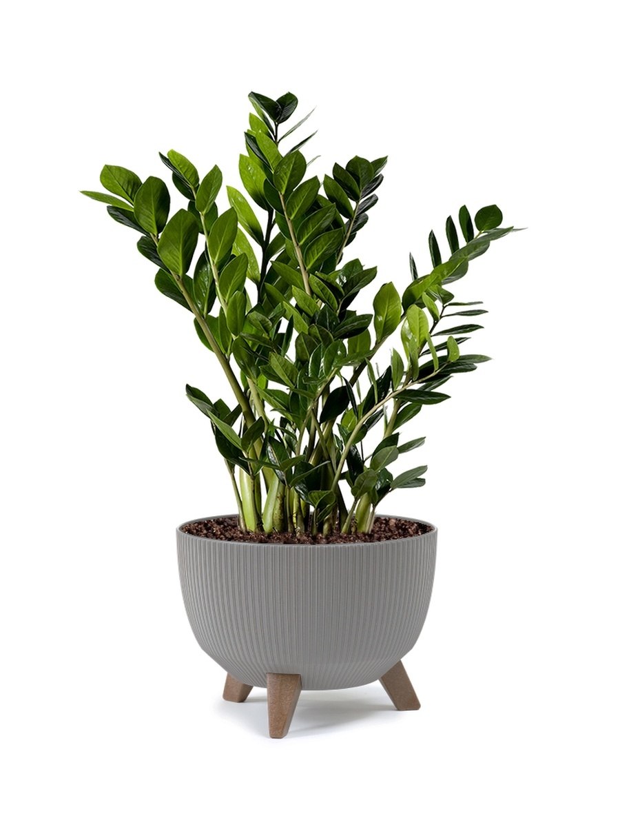 Zamioculcas zamiifolia Dwarf