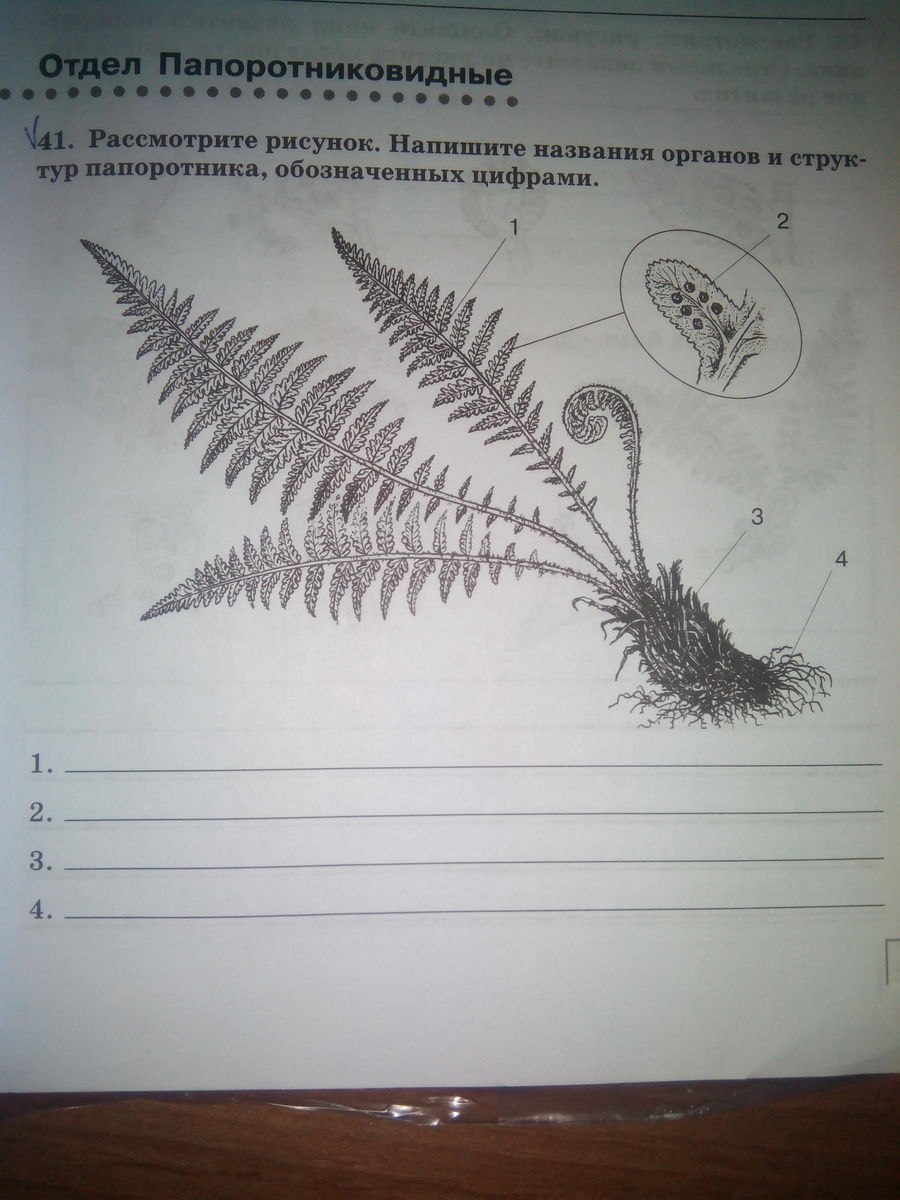 Корневище щитовника мужской dryopteris filix-mas
