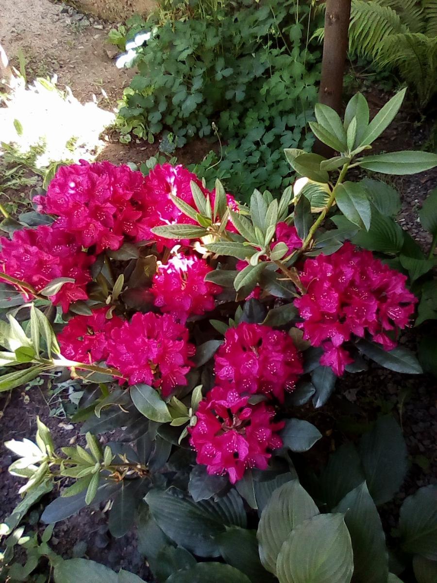 Рододендрон гибридный Tarragona