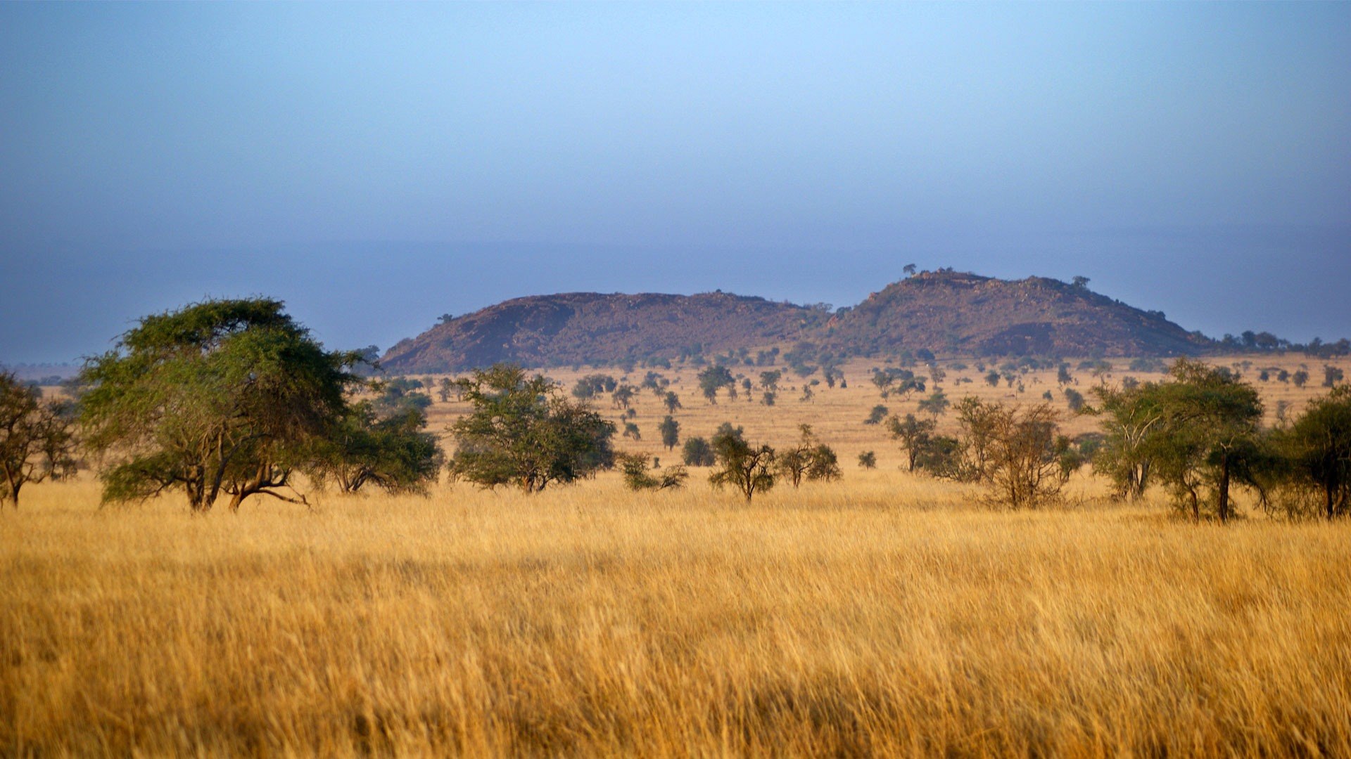 Саванны и редколесья занимают обширные равнины африки. Моюнкумская Саванна. Редколесья Африки. Саванны и редколесья Африки. Африканская Саванна Редколесье.