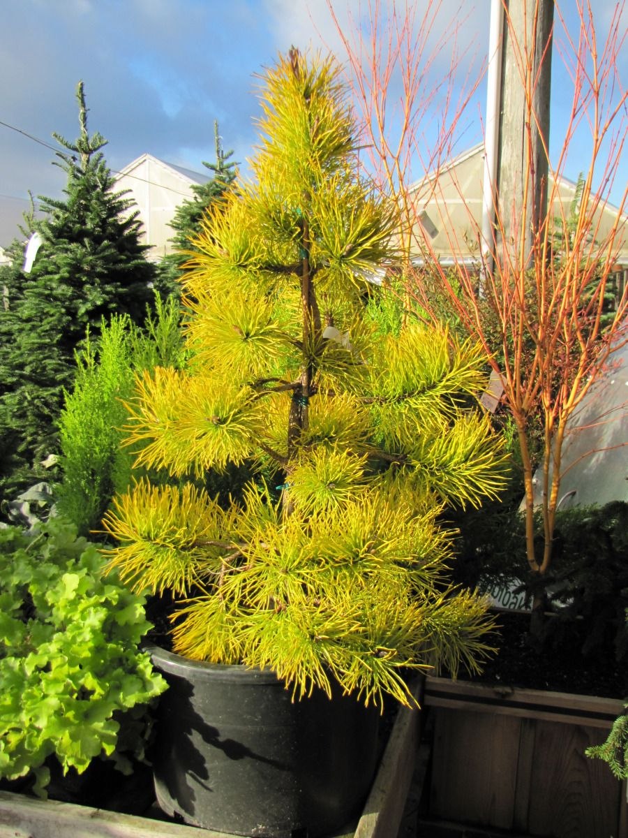 Pinus сосна contorta Anna Aurea