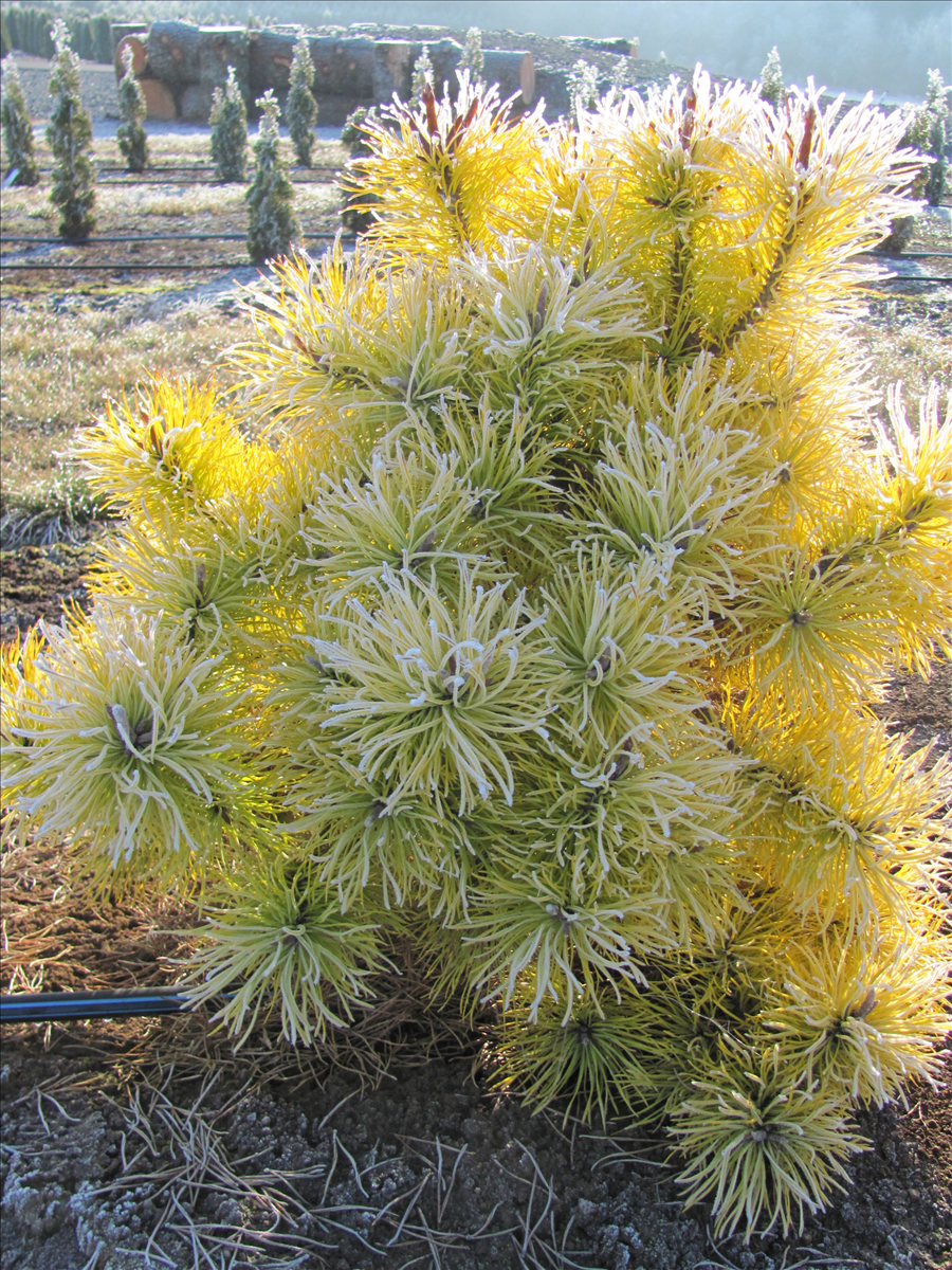 Pinus contorta 'Spaan's Dwarf'