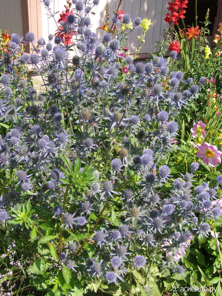 Синеголовник (Eryngium)