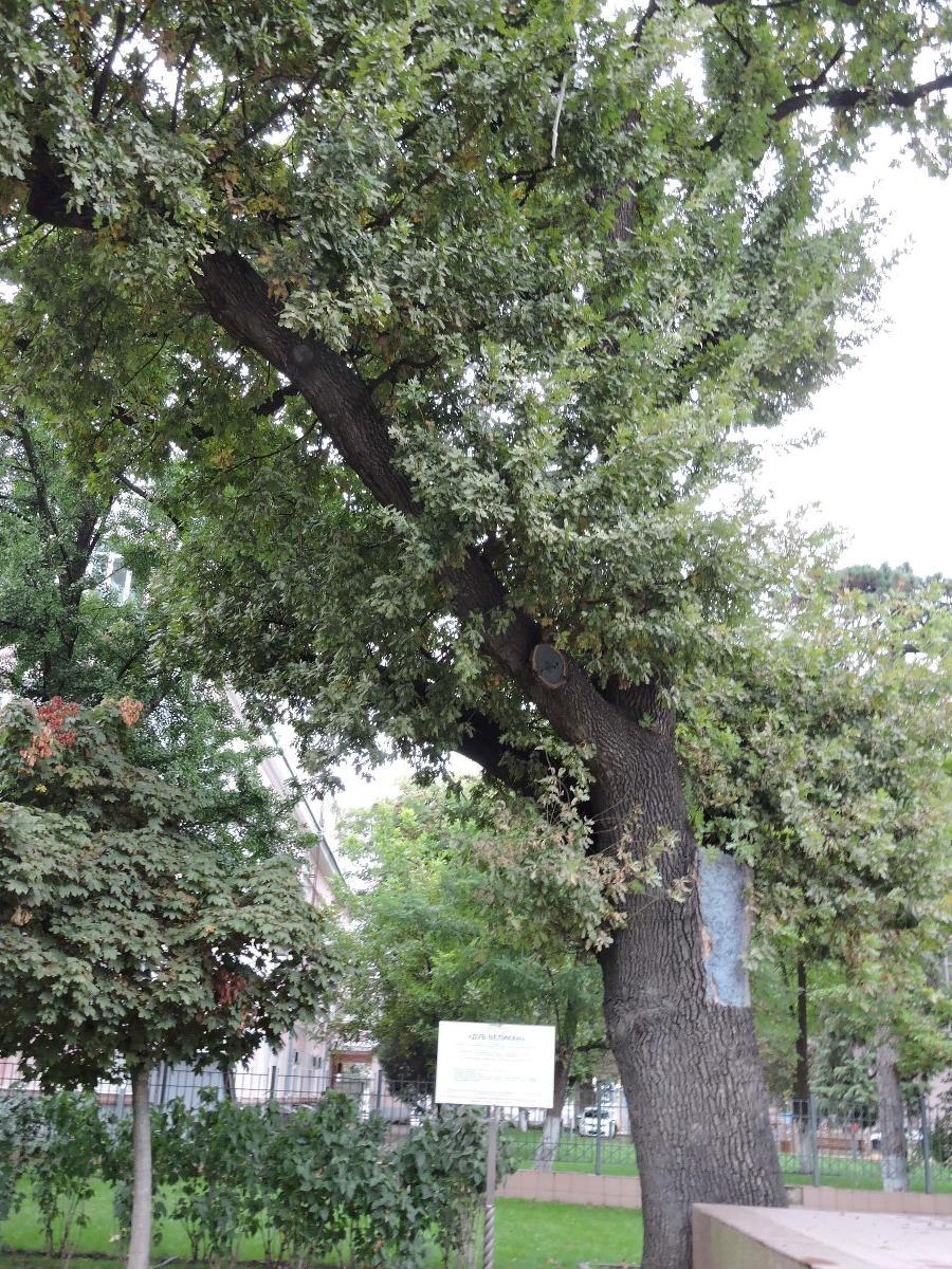 Дубы в Волгоградской области