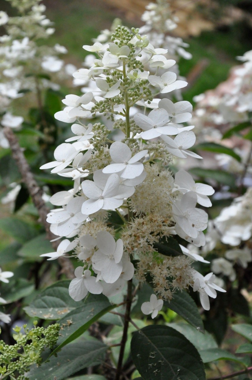 Гортензия Баттерфляй метельчатая