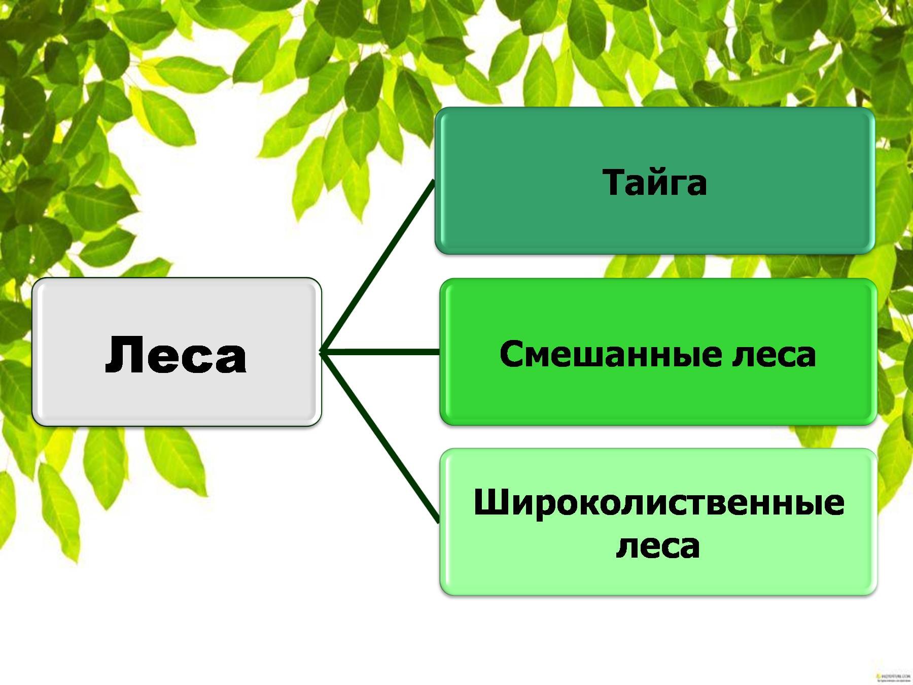 Урок лесная зона. Проект по окружающему миру леса России. Леса России презентация 4 класс. Леса России 4 класс окружающий мир. Схема леса.
