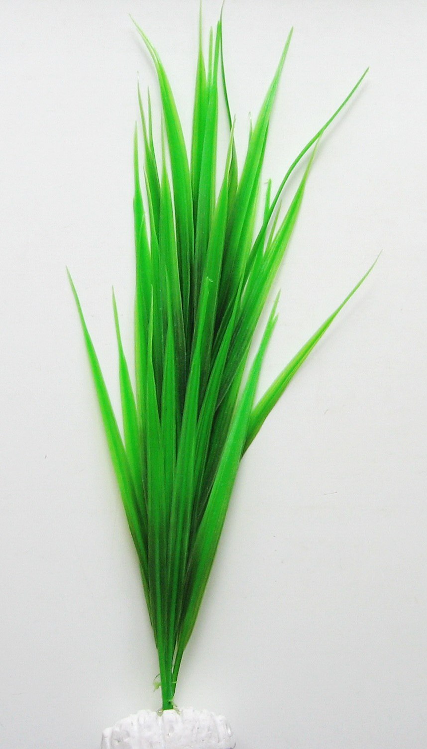 Почвопокровка Сагиттария