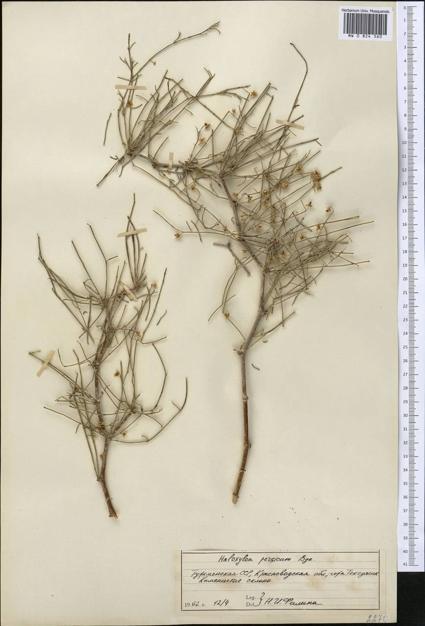 Пустыне Туркменистане саксаул