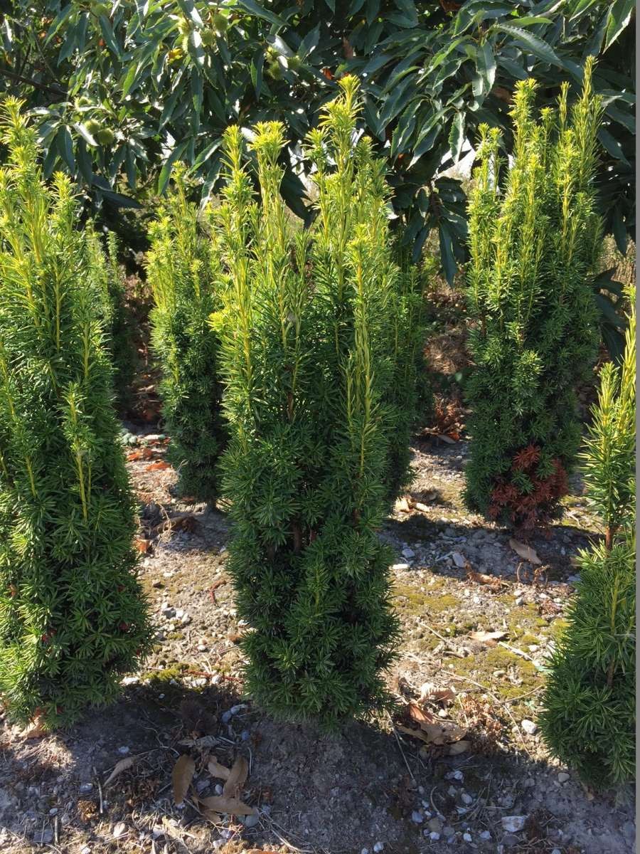 Тис Тсуга канадская