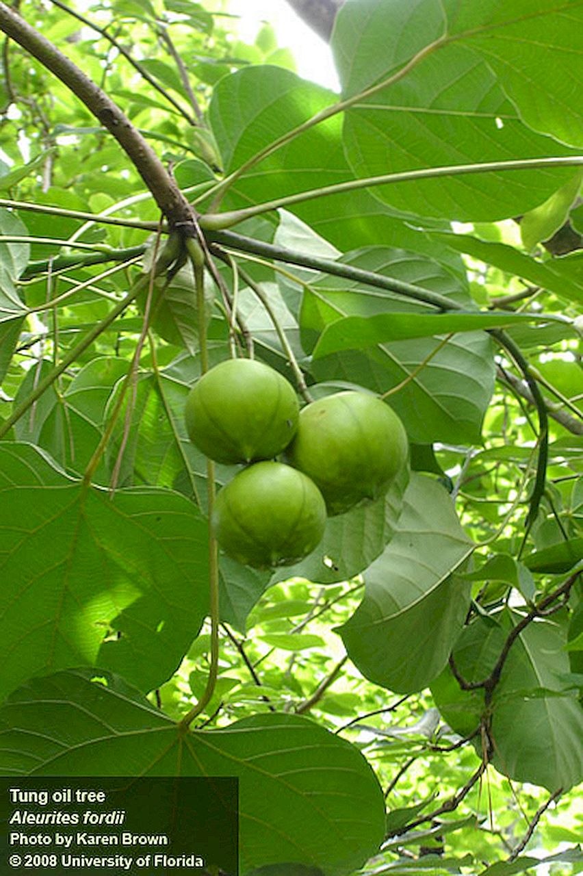 Лумбанг дерево