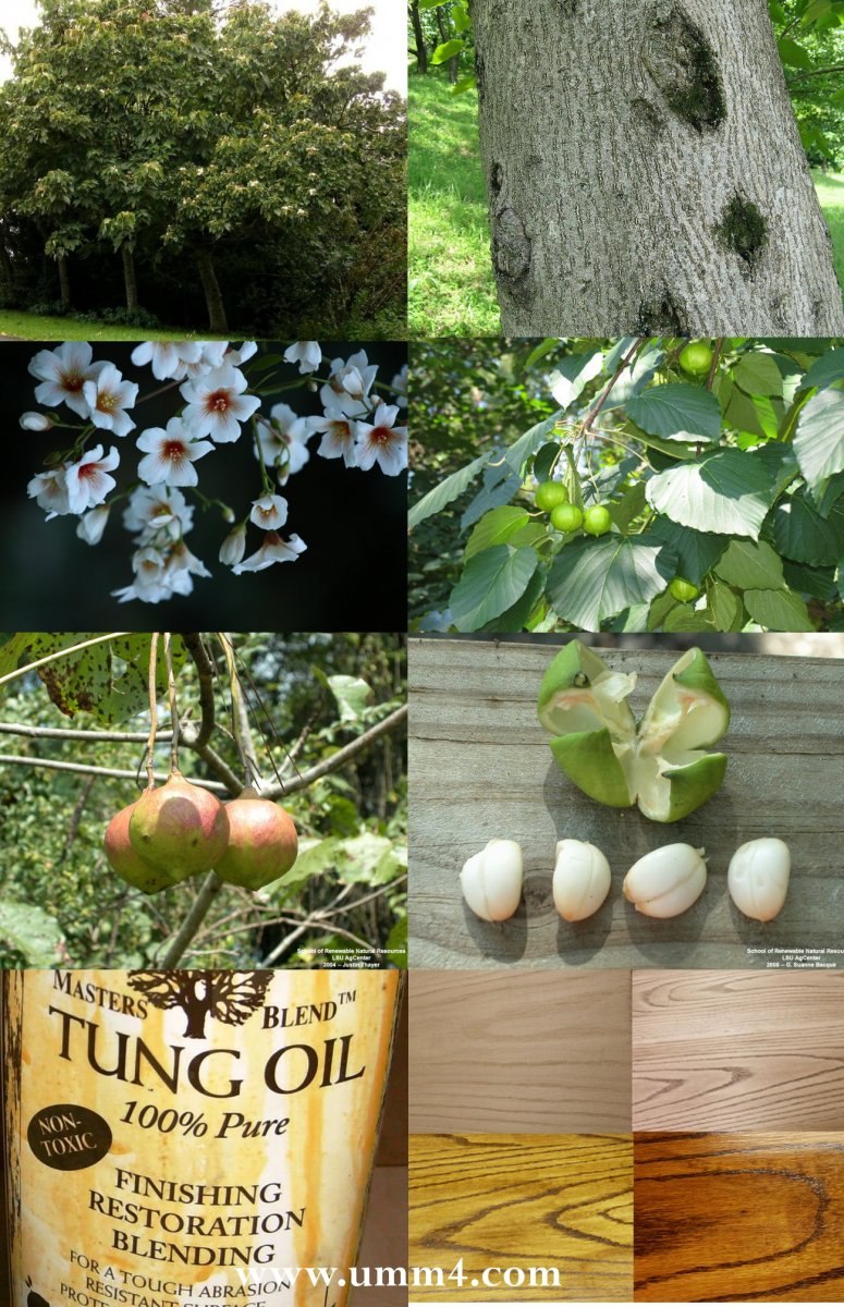 Тунг дерево