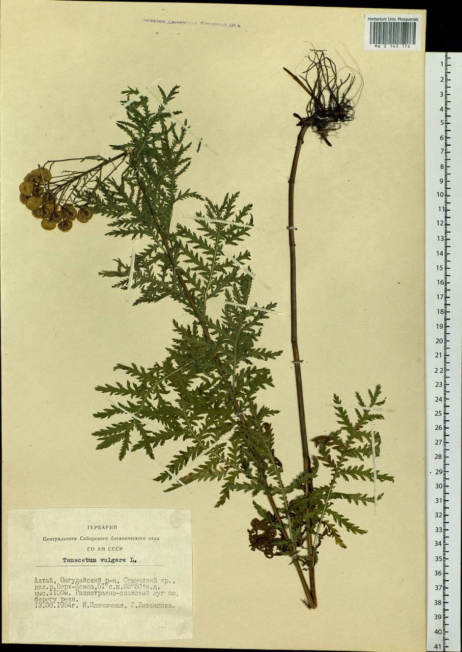 Пижма тысячелистниковая