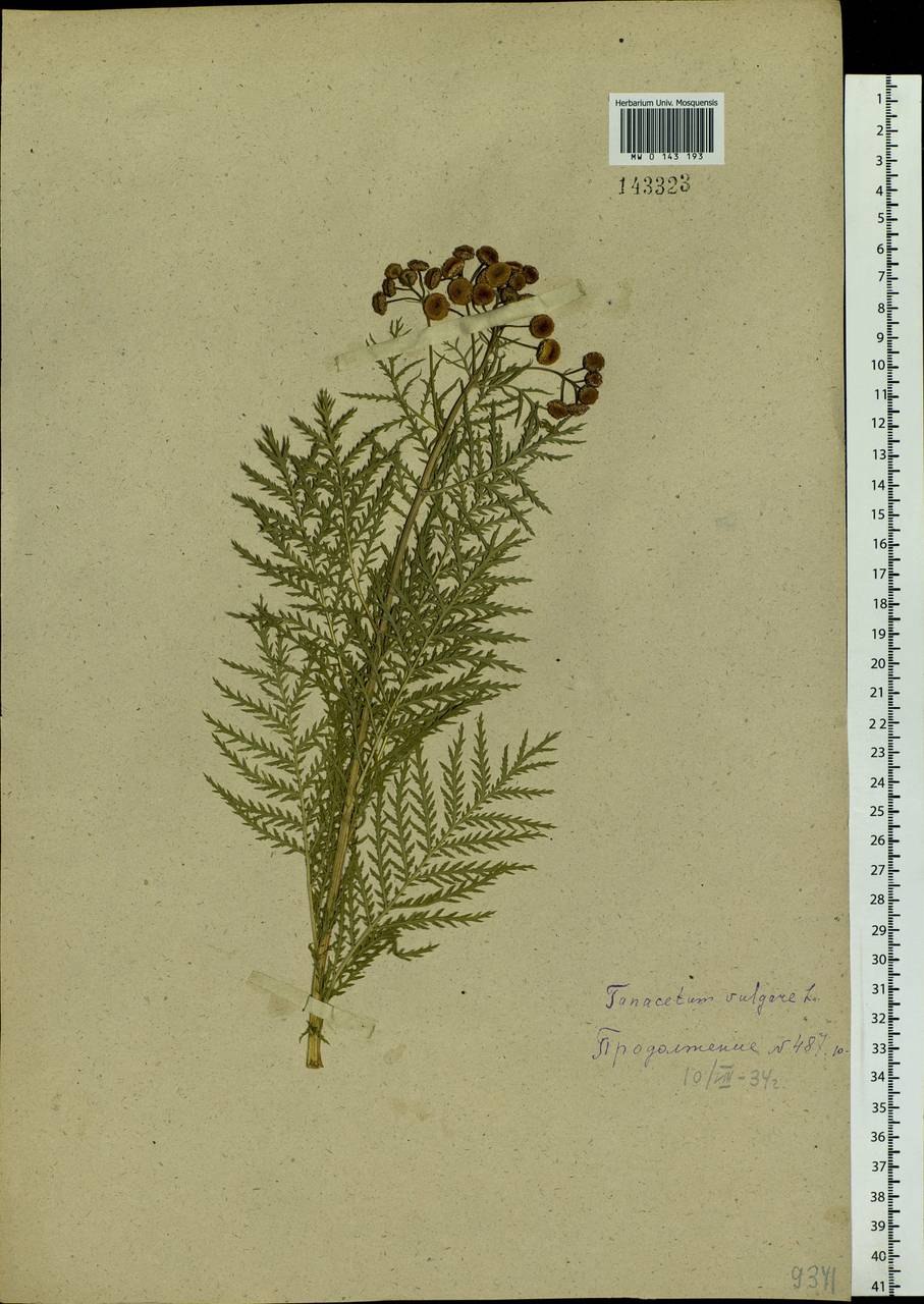 Пижма Алтайская