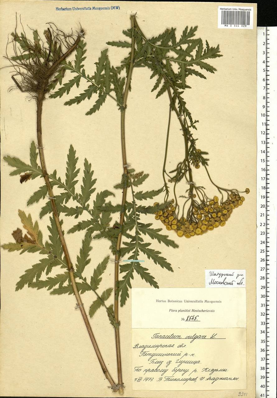 Пижма обыкновенная гербарий