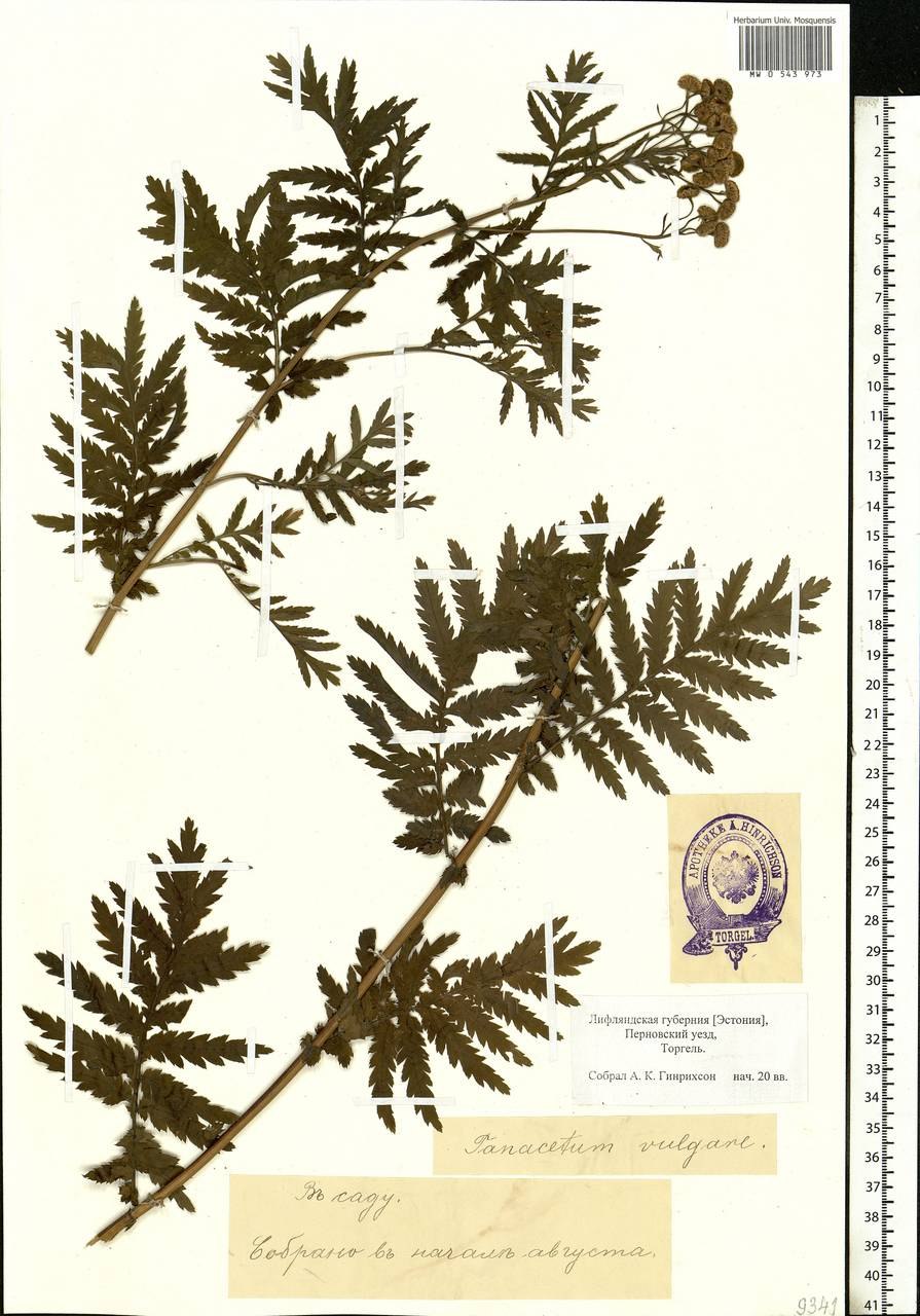 Пижма листья