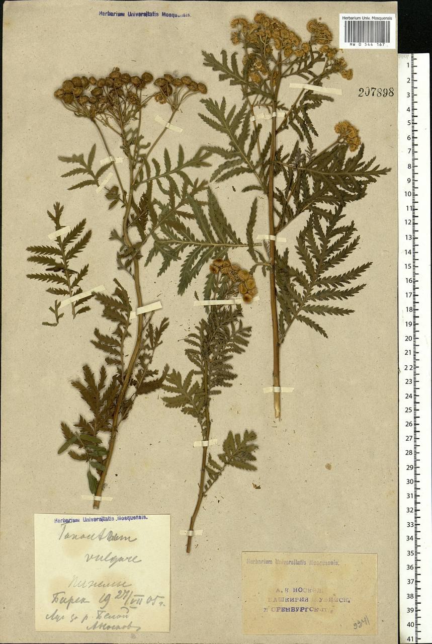 Пижма обыкновенная листорасположение