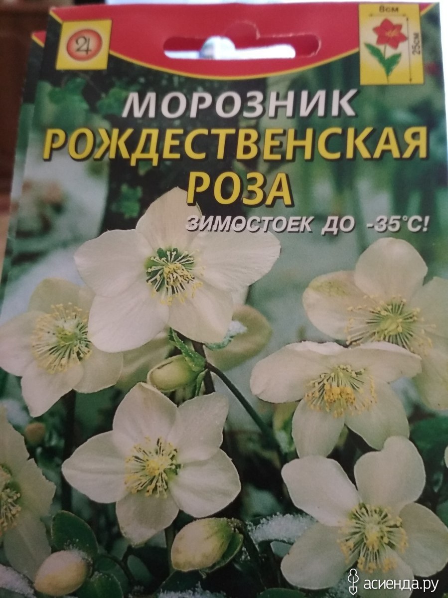 Рассада цветов морозника в магазине касторама Саратов