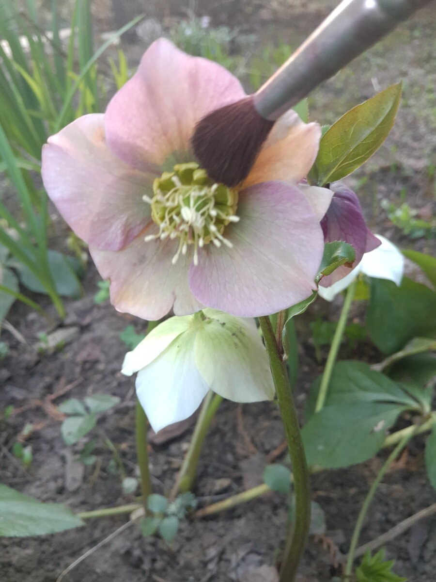 Морозник кавказский корневища