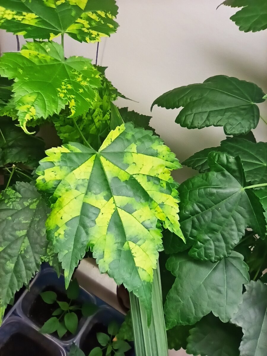 Абутилон карликовый