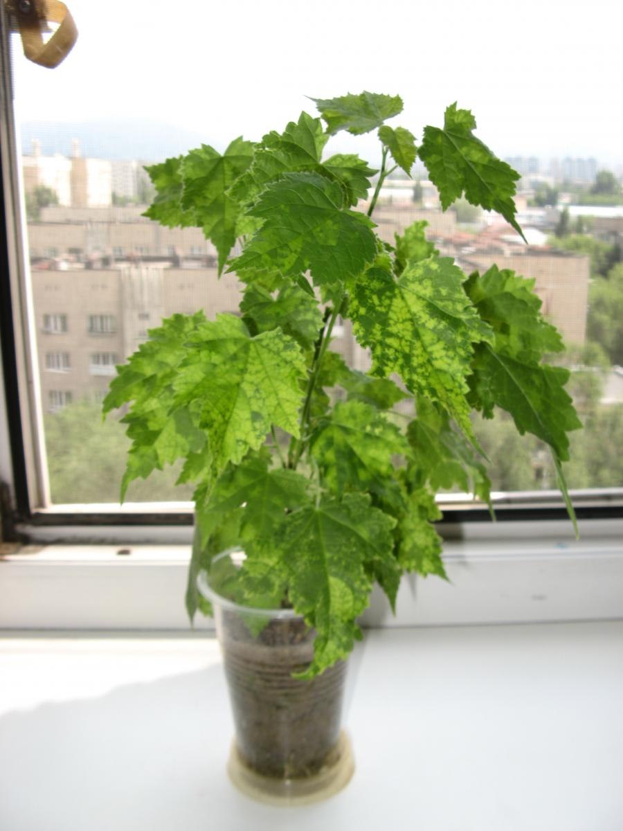 Абутилон сувенир де Бон