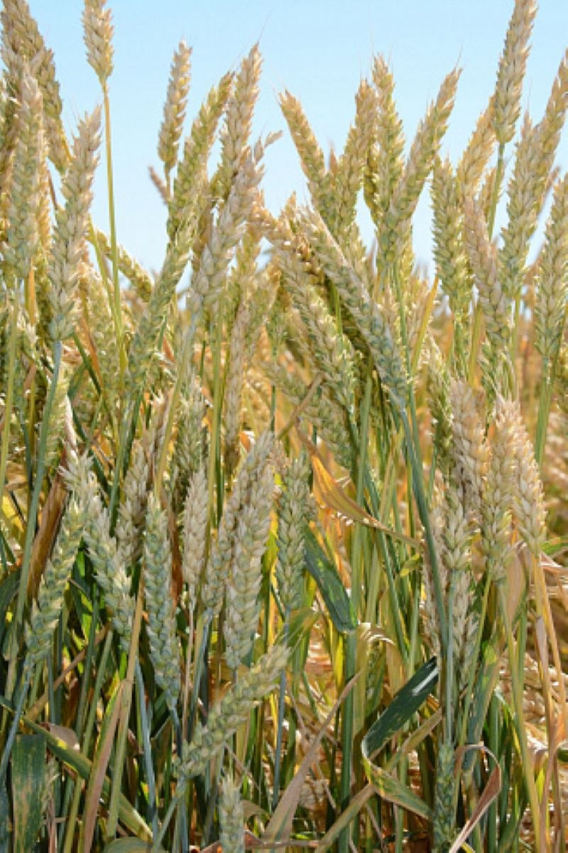 Озимая пшеница
