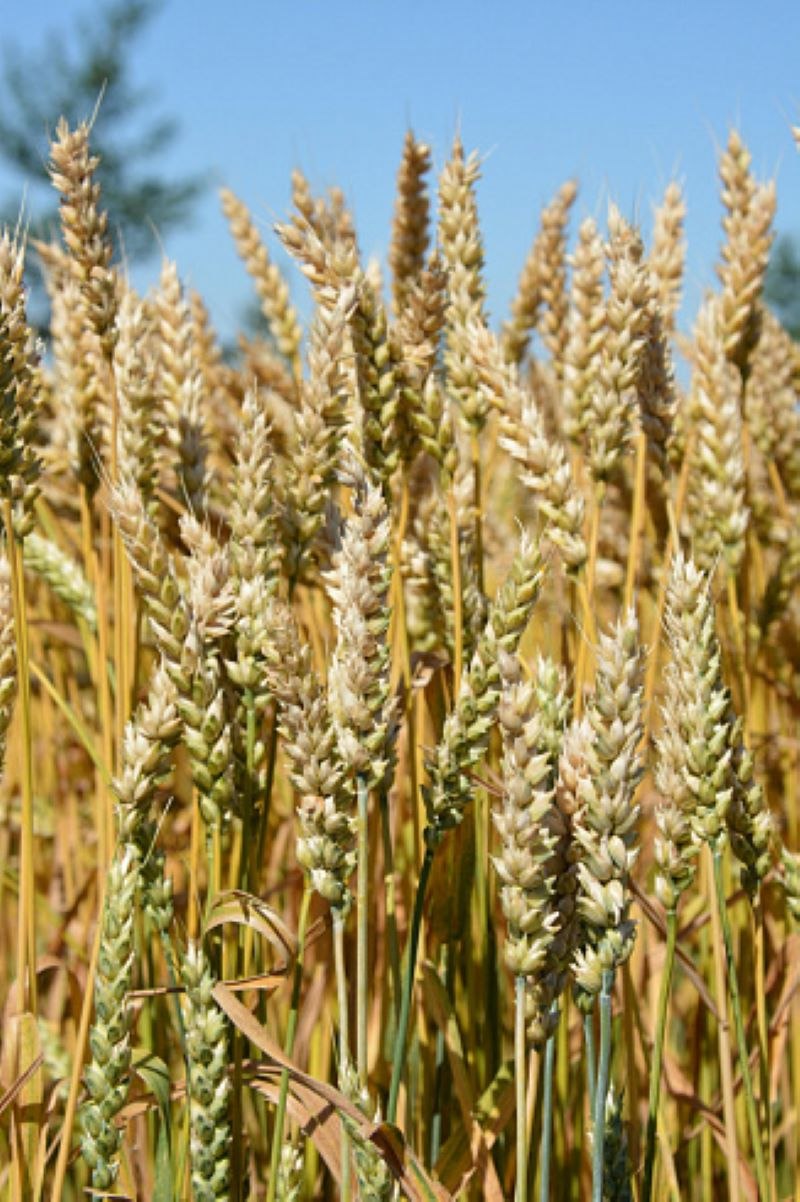 Озимая пшеница сорт Северодонецкая Юбилейная