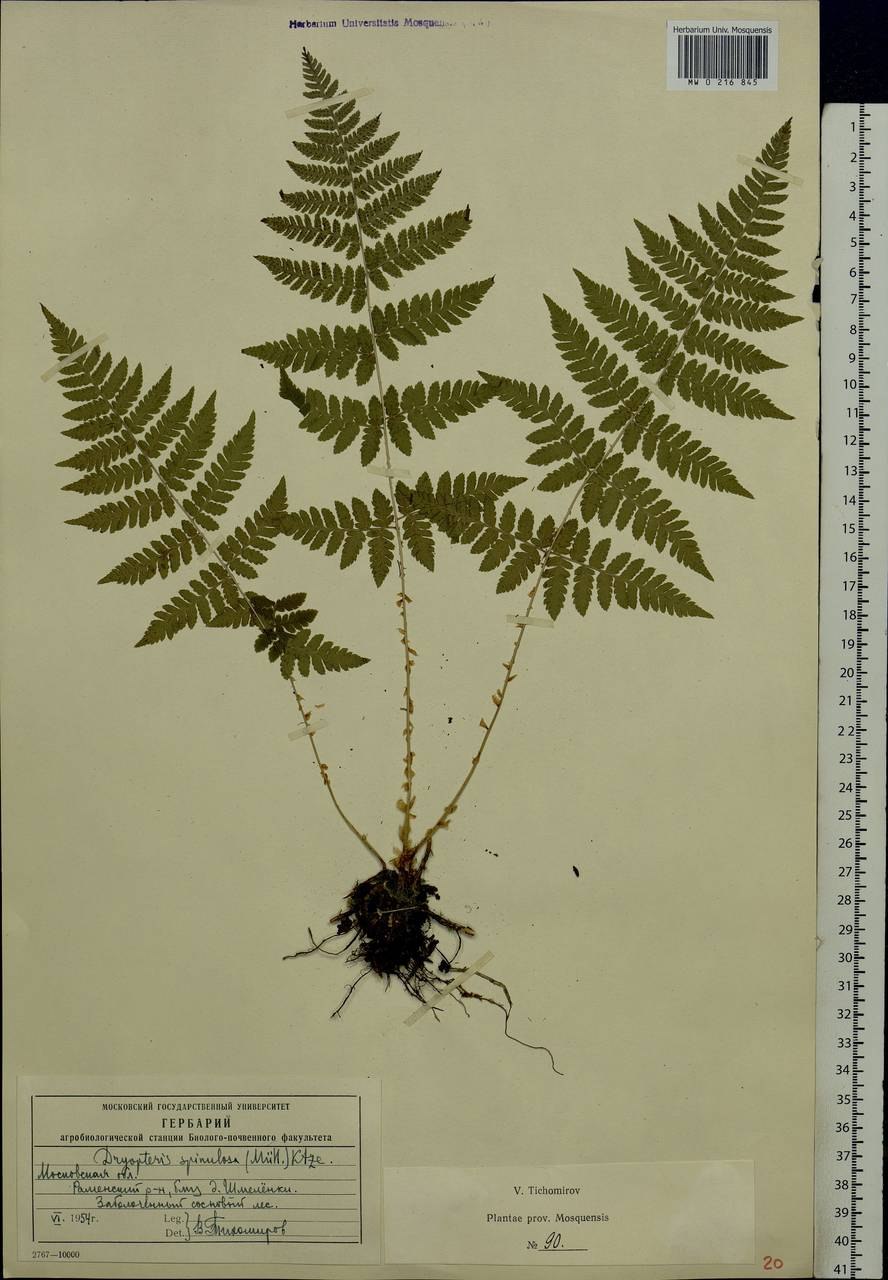 Щитовник родственный dryopteris affinis