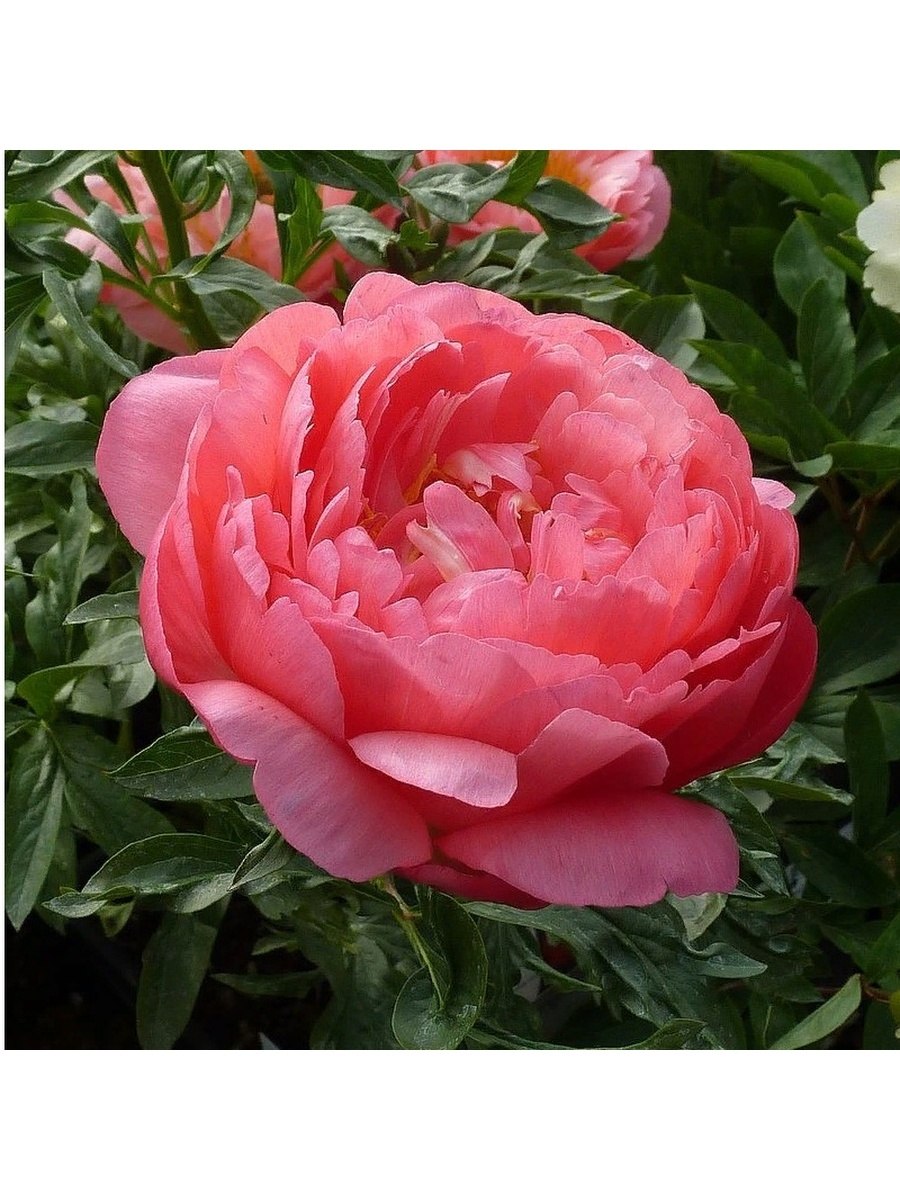 Пион молочноцветковый Coral Sunset