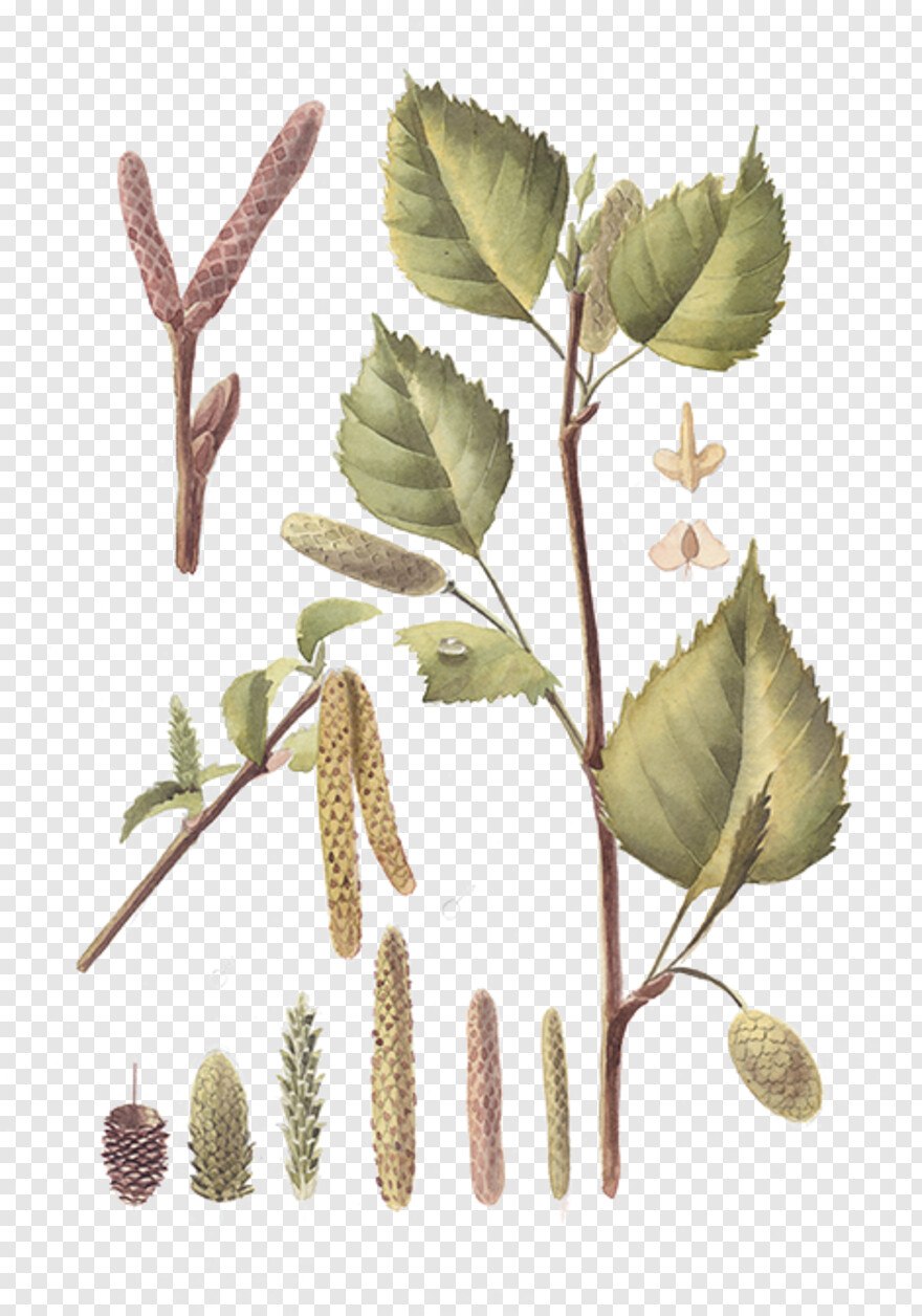 Береза бородавчатая листья