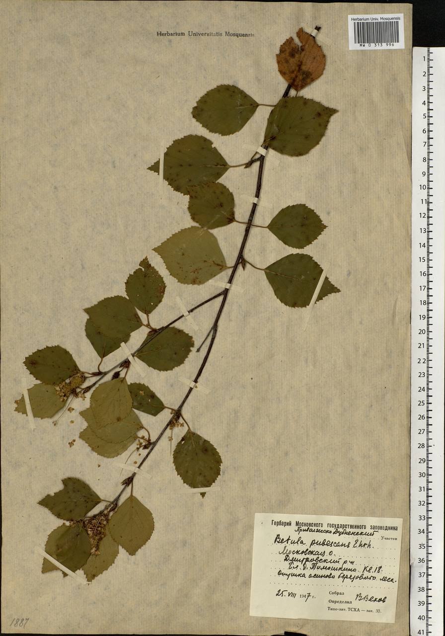 Паттерн березовые листья