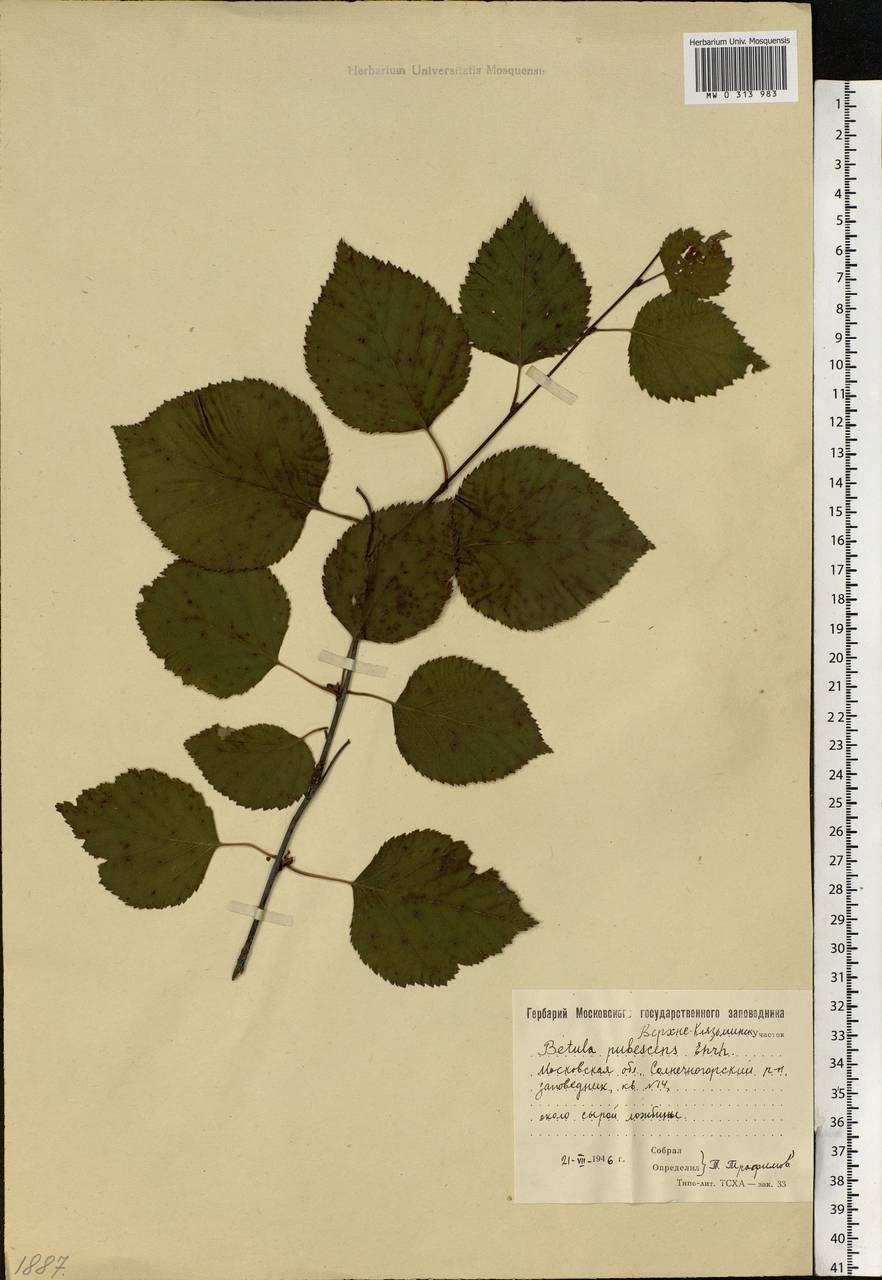 Гербарий березы повислой