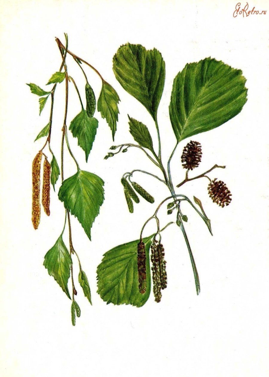 Береза повислая Ботаническая иллюстрация