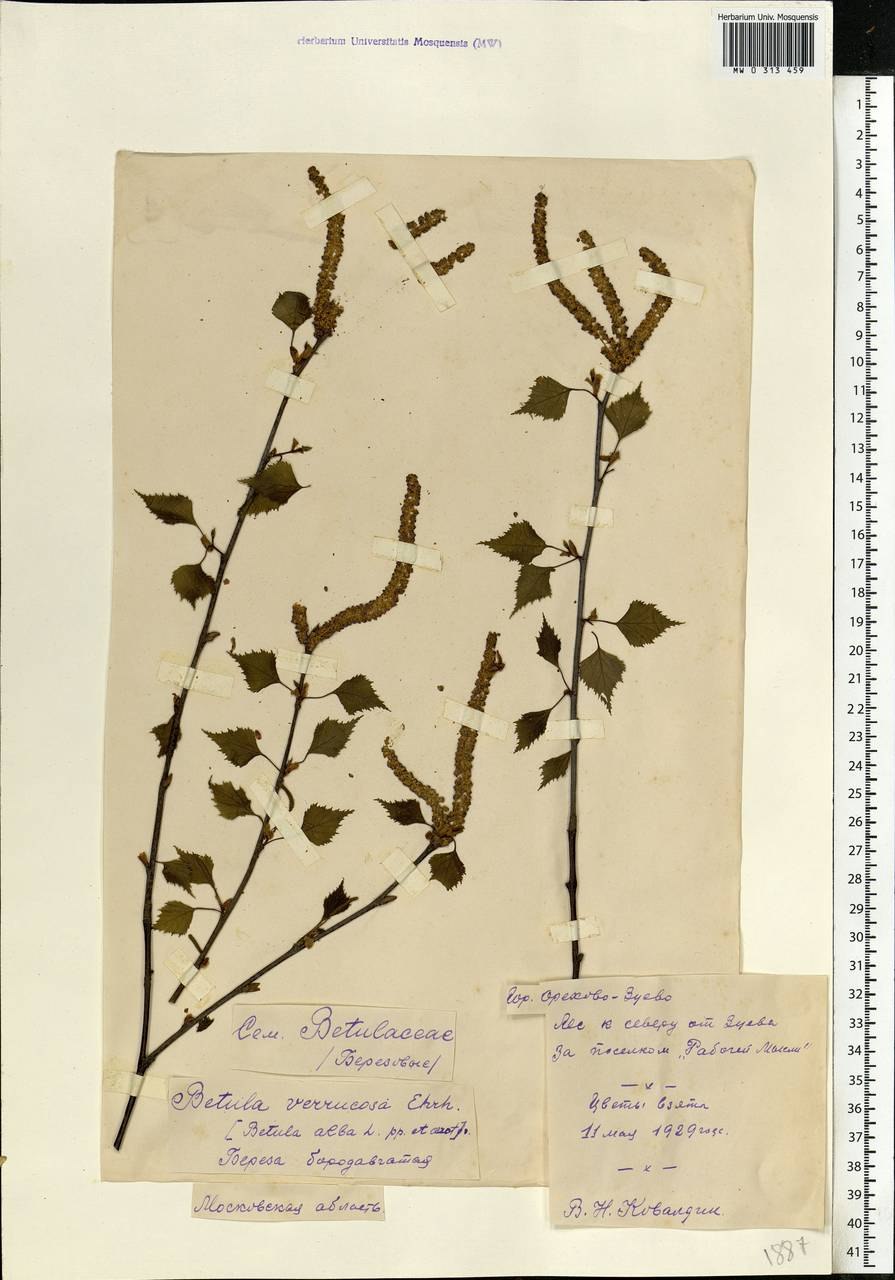 Береза бородавчатая опыление