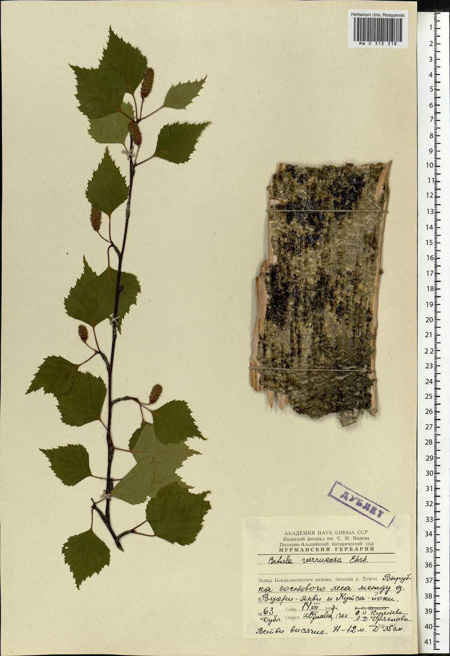 Береза повислая семена описание