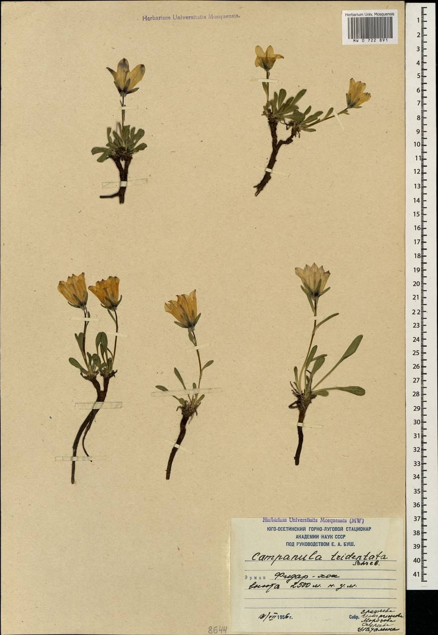 Колокольчик трёхзубый