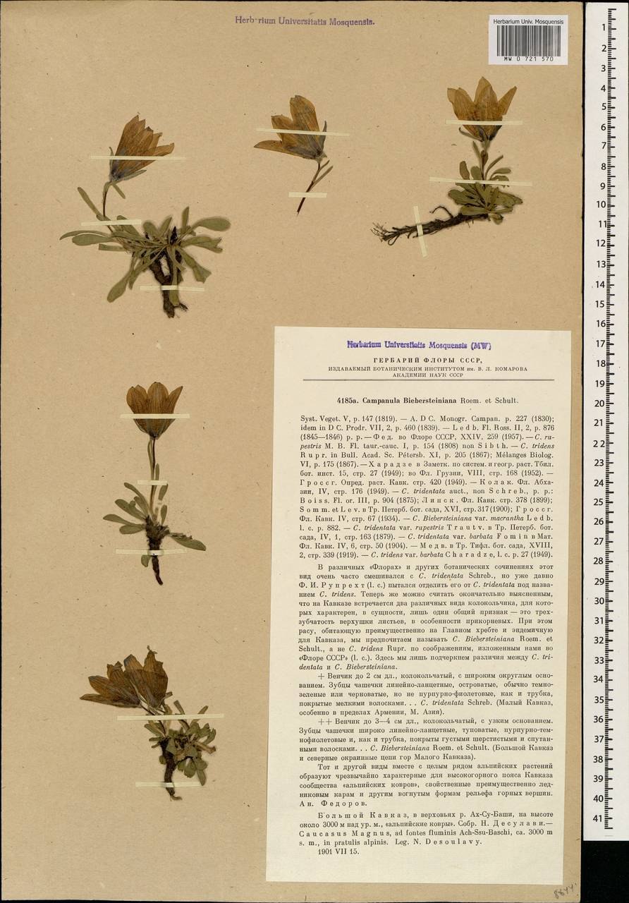 Колокольчик доломитовый краткое описание