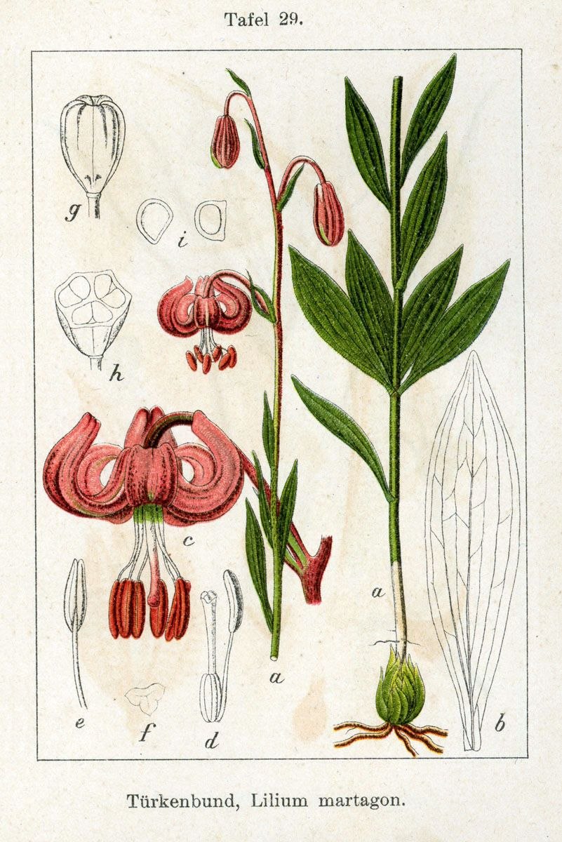 Лесная Лилия саранка