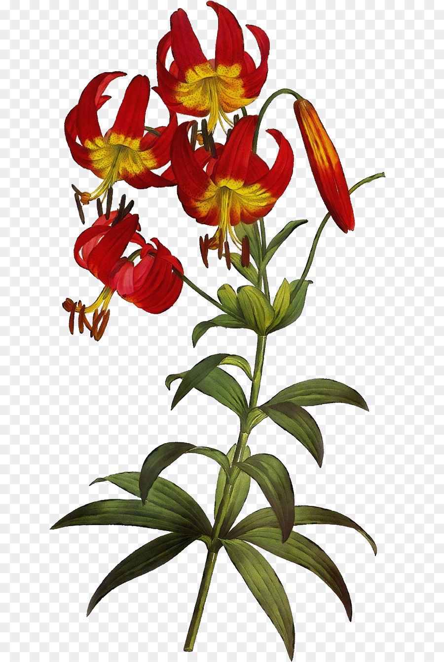 Лилия леопардовая — Lilium pardalinum