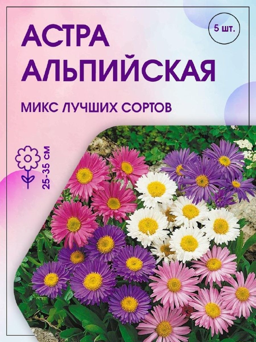 Астра Альпийская красная