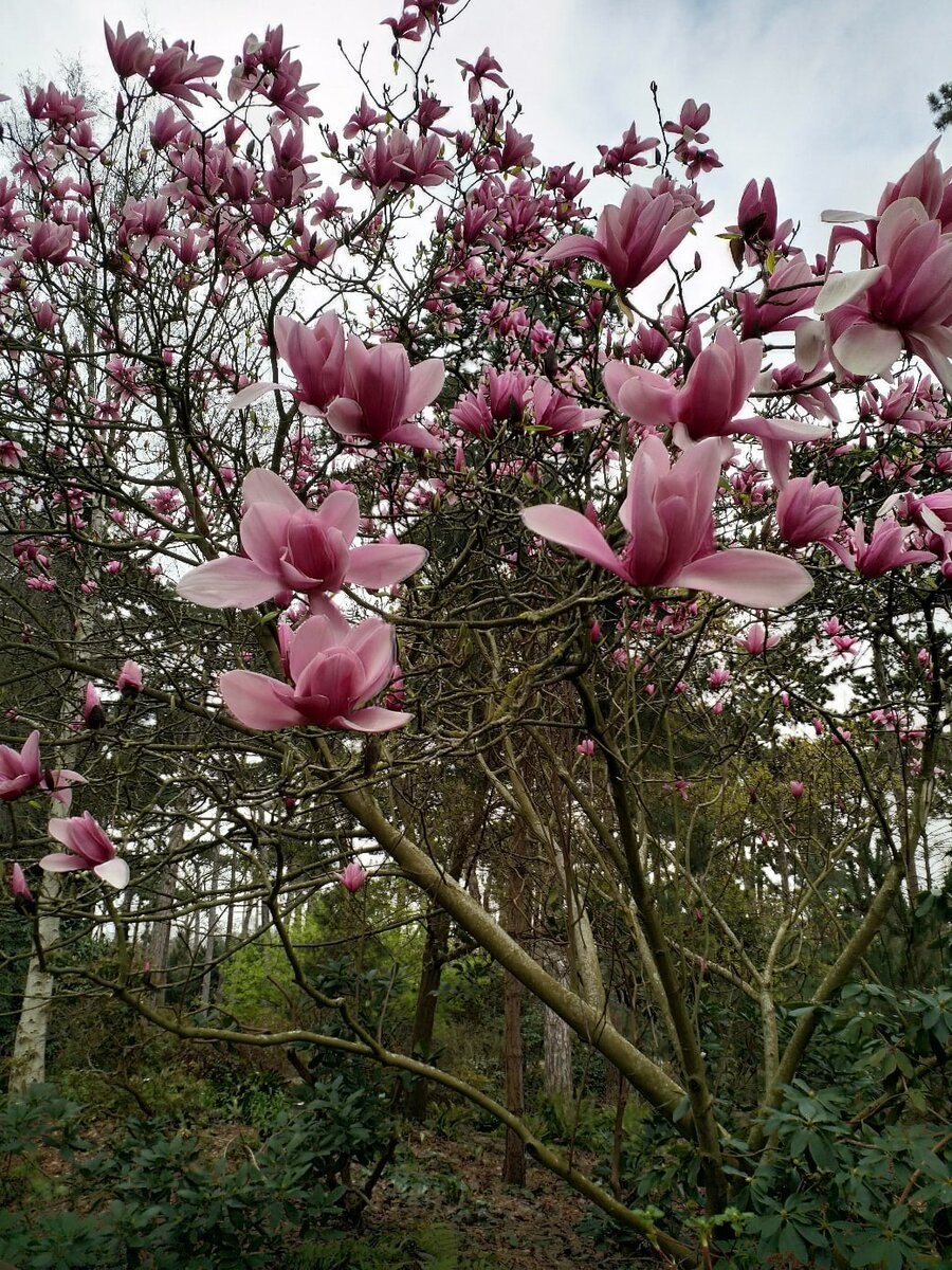 Цветы лиловый магнолии