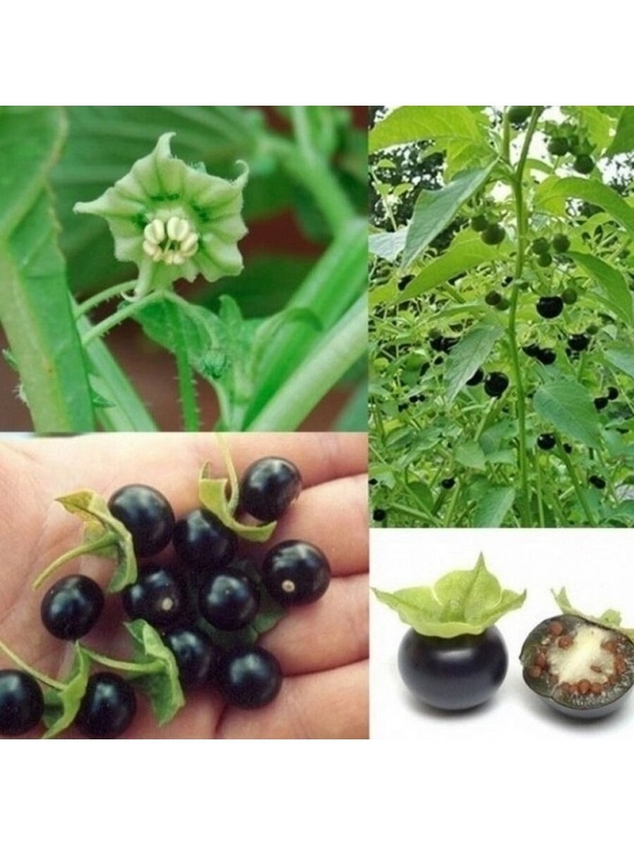 Ядовитые растения семейства пасленовых