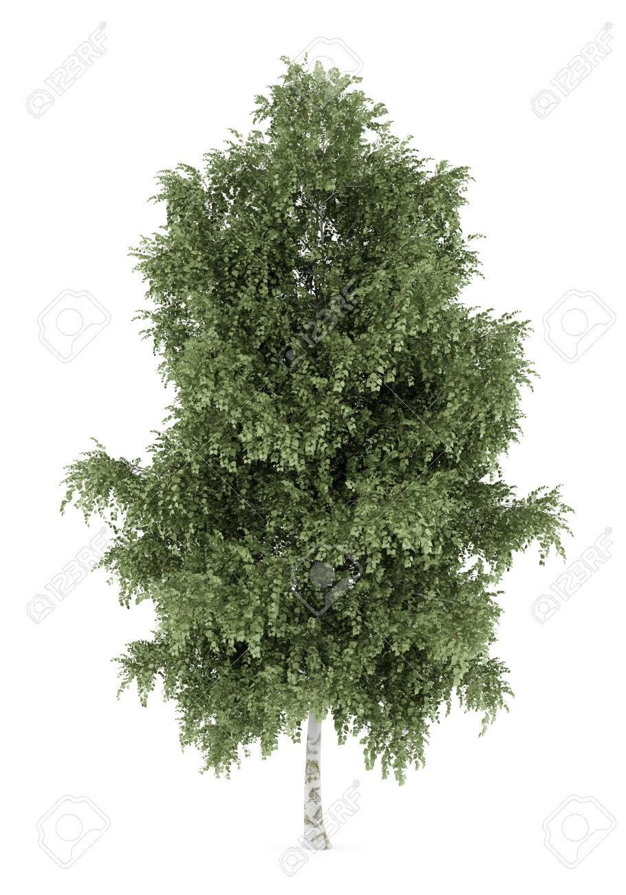 Берёза повислая