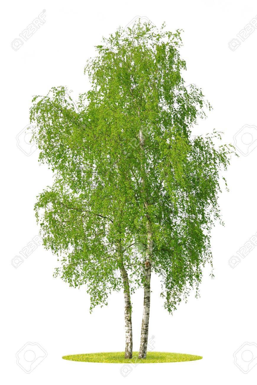 Береза повислая уайт лайт на белом фоне